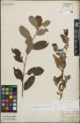 Foto von Salix myrsinifolia Salisb. x Salix phylicifolia L.